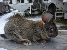 Кролик породы бельгийский великан (Фландр, Ризен)