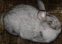 Порода кроликов серый великан
